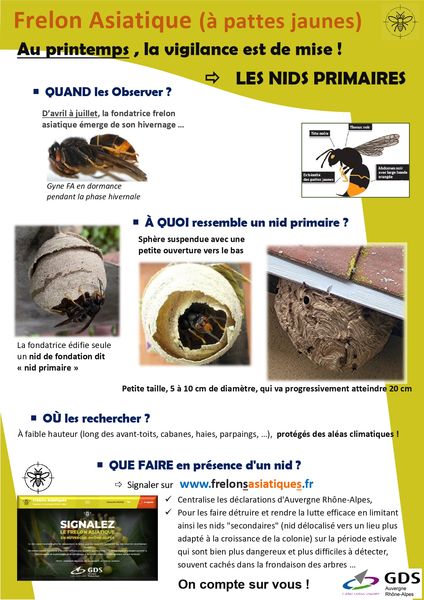Nids Primaires Frelons Asiatiques page 0001 resultat