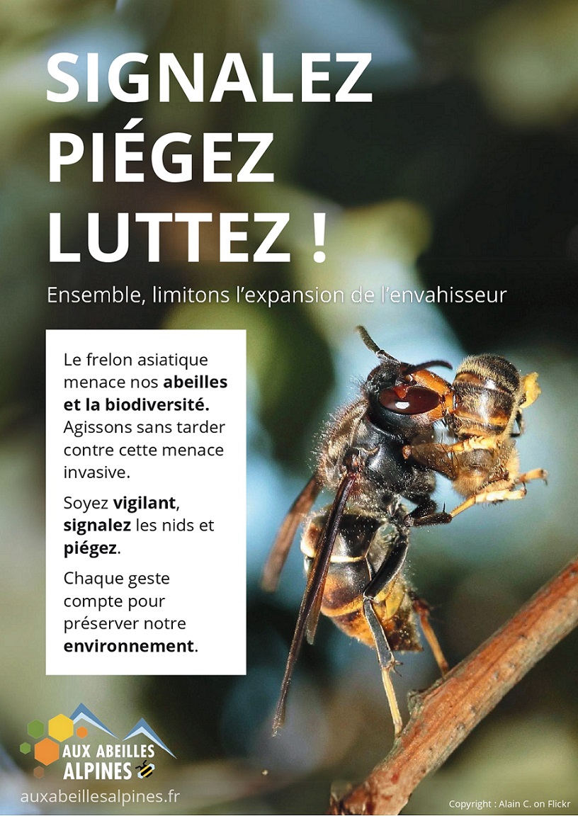 affiche frelon page 0001